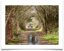 Trans-Pennine - Carol Sparkes